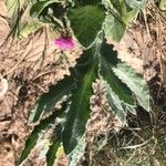 Centaurea seridis Foglia