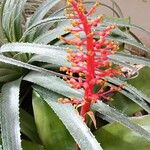 Aechmea weilbachii 花