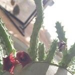 Huernia schneideriana Flor