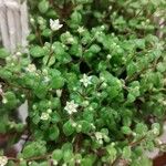 Crassula expansa ഇല