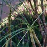 Plumeria filifolia Leaf