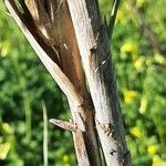 Arundo donax Bark