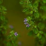 Mesosphaerum suaveolens Flower