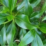 Myoporum laetum 葉