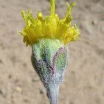 Hymenopappus filifolius Flor