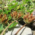 Trifolium thalii ফল