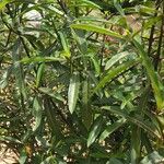 Barleria lupulina Feuille