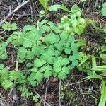 Thalictrum dioicum Hoja