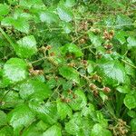 Rubus adscitus Övriga