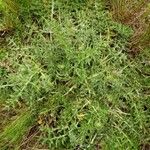 Cirsium acaulon Leaf