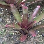 Neoregelia farinosa Fuelha