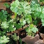 Geranium columbinum ഇല