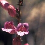 Penstemon leiophyllus Flower