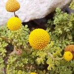 Cotula coronopifoliaFlower