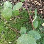 Rubus sulcatus Feuille