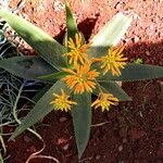 Aloe camperi Elinympäristö