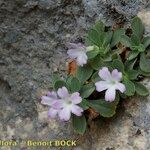 Primula allionii Άλλα