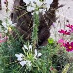 Cleome speciosa Flower