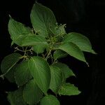 Cornus macrophylla Habit