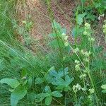 Alchemilla saxatilis Цветок