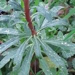 Euphorbia amygdaloides Leaf