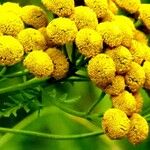 Tanacetum vulgare Flower