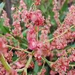 Rumex usambarensis Frukto