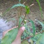 Persicaria hydropiper ഇല