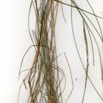 Festuca vasconcensis Hábito