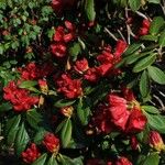 Rhododendron haematodes অভ্যাস