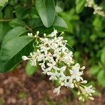 Ligustrum sinenseFlower