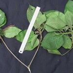 Acalypha macrostachya 其他