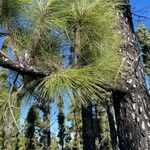 Pinus canariensis List