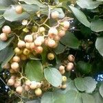 Cordia myxa Fruit