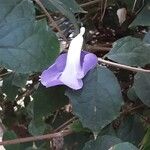 Thunbergia erecta Flower