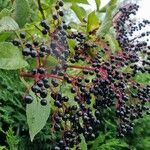 Sambucus nigraFruit