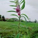 Sesamum orientale Flower