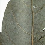 Ocotea scabrella Muu