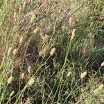 Cenchrus mezianus Цветок