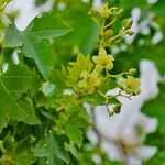 Jatropha chevalieri Kwiat