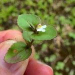 Vandellia diffusa 花