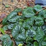 Cyclamen coum Leaf