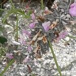 Stachys germanica Flower