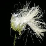 Zapoteca formosa Fruto