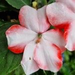 Impatiens walleriana Flower