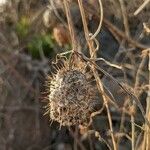 Echinocystis lobata Fruit