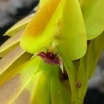 Bulbophyllum occultum
