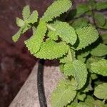Mentha × rotundifolia Yaprak