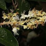 Couepia polyandra ফুল