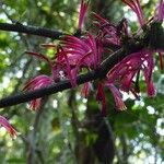 Tapinanthus belvisii Blüte